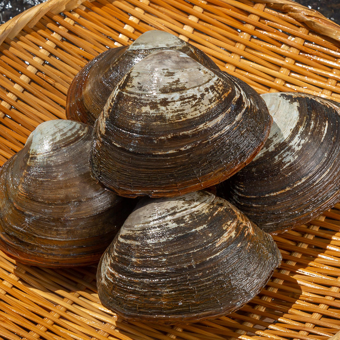 浜中産 ホッキ